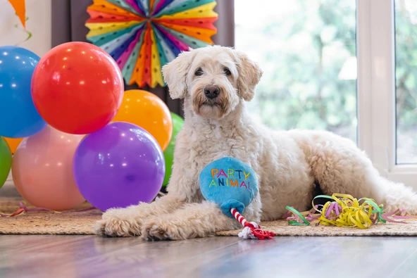 Beeztees Köpek Oyuncağı, Parti Balonu, Peluş, Mavi, 39x13x7,5cm - Resim 7