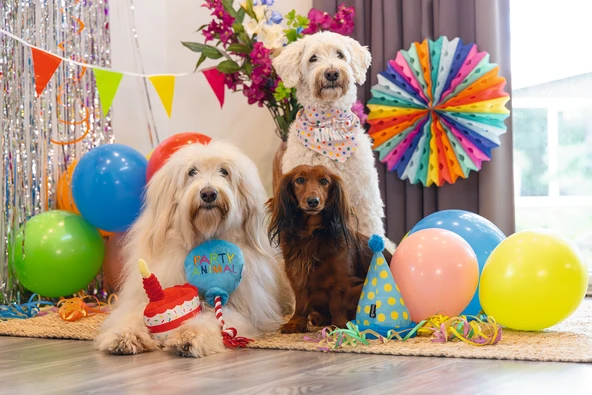 Beeztees Köpek Oyuncağı, Şapka, Peluş, Mavi, 22x14x14cm - Resim 2