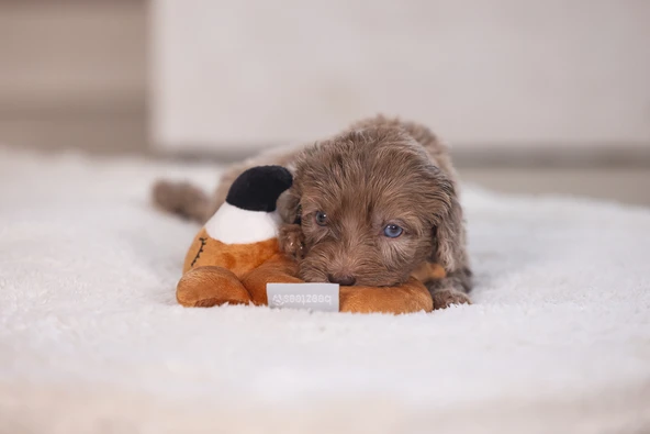 Beeztees Köpek Oyuncağı, Peluş, Kahverengi, 16x18x8,5cm - Resim 4