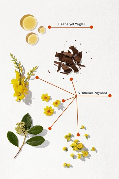 PHYTO Phytocolor 7.3 Kumral Dore Amonyaksız Kalıcı Bitkisel Saç Boyası - 2