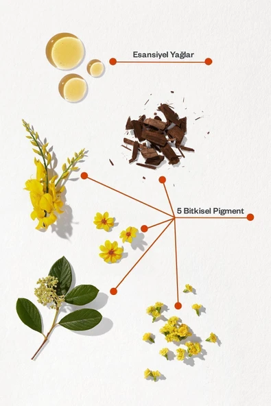 PHYTO Phytocolor 7 Kumral Amonyaksız Kalıcı Bitkisel Saç Boyası - 2