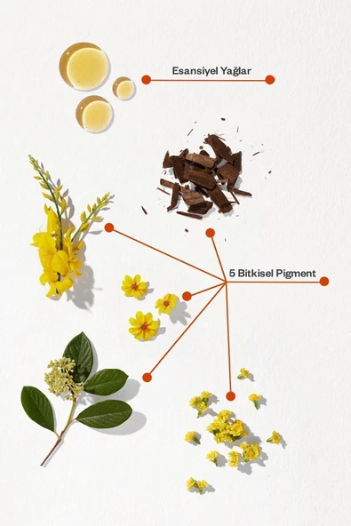 PHYTO Phytocolor 5 Açık Kestane Amonyaksız Kalıcı Bitkisel Saç Boyası - 2