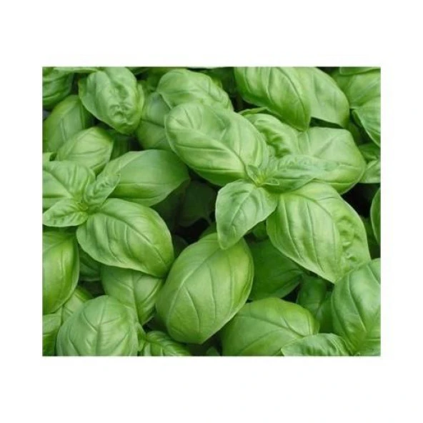 Yerli Yeşil Fesleğen (Reyhan) Tohumu 0,5 Gr Takribi 350 Adet ürün görseli 1