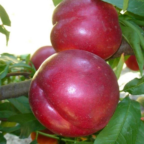 3 Yaş, Aşılı, ARM KİNG Nektarin Fidanı, Torbada ürün görseli 1