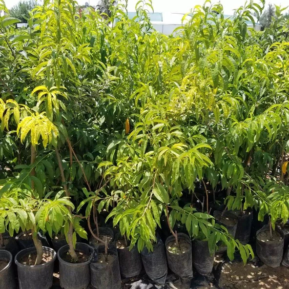 3 Yaş, Aşılı, TÜYSÜZ GEÇCİ Nektarin Fidanı, Torbada - 2
