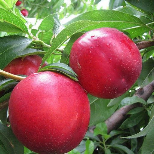 3 Yaş, Aşılı, TÜYSÜZ GEÇCİ Nektarin Fidanı, Torbada - 1