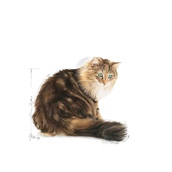 Royal Canin Ageing 12+ Yaşlı Kuru Kedi Maması 2 Kg - 3