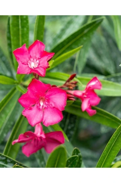 Pembe Çiçekli Zakkum Fidanı 20-40 cm - Resim 2