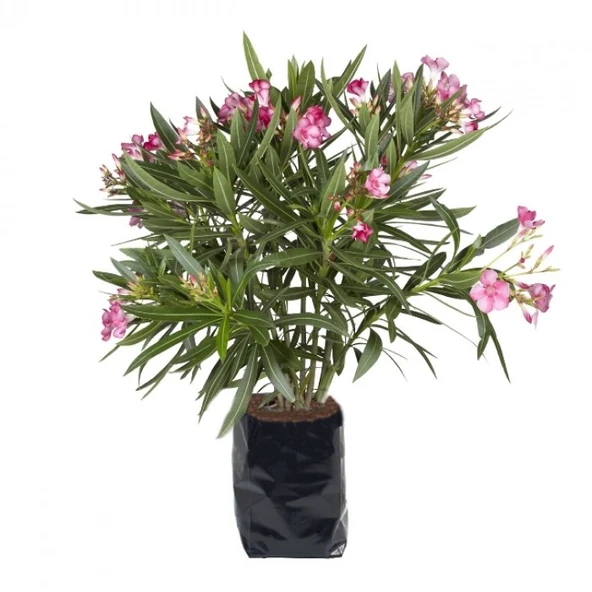 Pembe Çiçekli Zakkum Fidanı 20-40 cm - Resim 5