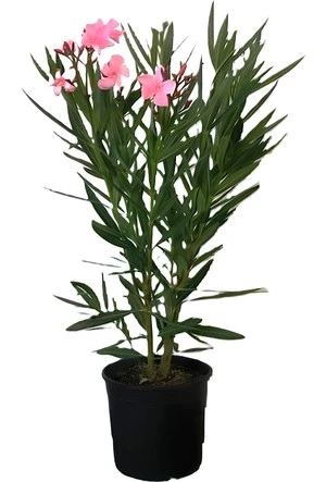 Pembe Çiçekli Zakkum Fidanı 20-40 cm