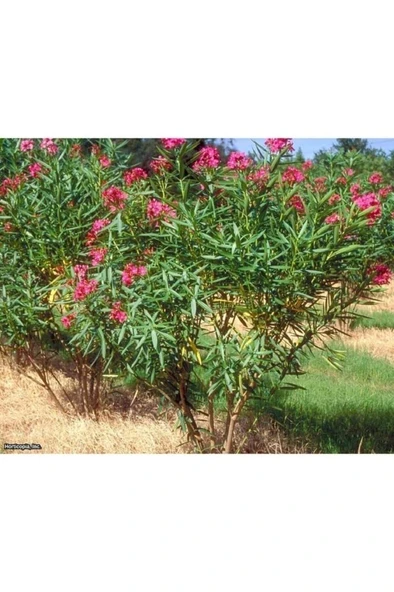 Pembe Çiçekli Zakkum Fidanı 20-40 cm - Resim 3