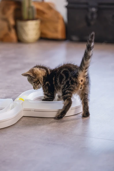 Beeztees Yavru Kedi Oyuncağı, 50x24x5,5cm - Resim 7