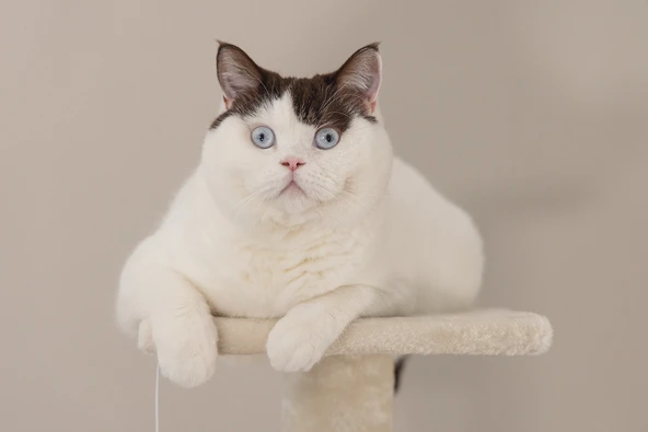 Beeztees Kedi Köşe Tırmalama ve Oyun Evi, Krem, 40x40x135cm - Resim 9