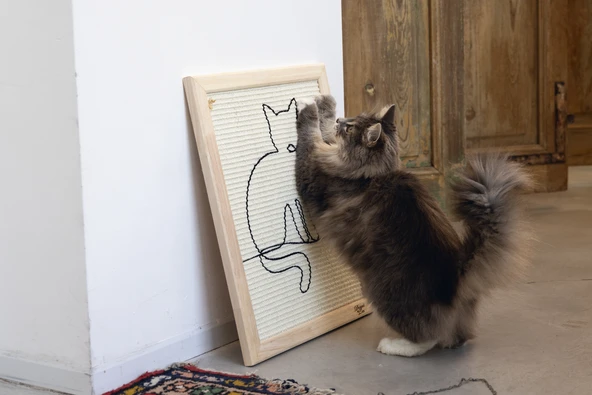 Beeztees DBL Kedi Tırmalama Tahtası, 50x40x2cm - Resim 6