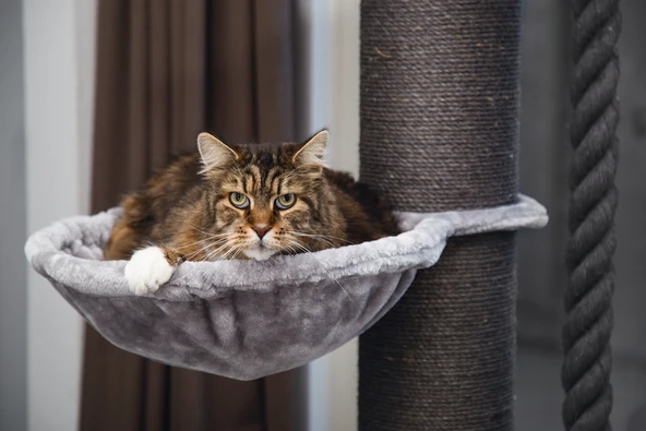 Beeztees Kedi Tırmalama, Gri, 80x80x170cm - Resim 3