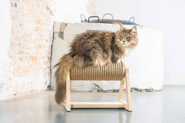 Beeztees DBL Kedi Tırmalama, 36x29,5x28cm - Resim 4