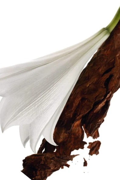 YVES SAİNT LAURENT Mon Paris Edp 50 ml Kadın Parfüm 3614270561658 - Resim 2