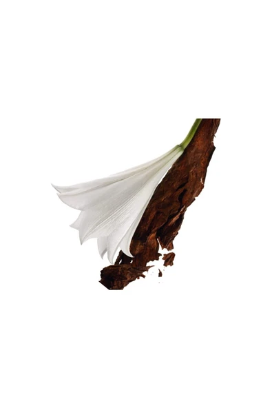 YVES SAİNT LAURENT Mon Paris Edp 90 ml Kadın Parfüm 3614270561634 - Resim 3