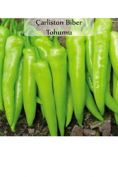 Çarliston Biber Tohumu 1 Paket Yalova Çarliston Biberi Tohumu Kapalı Paket Yüksek Verimli Tohum - Resim 2