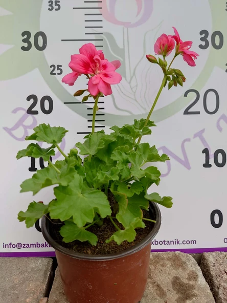 Pembe Sardunya (Geranium) - Canlı renkli ve dayanaklı bitki bahçe, mezar, saksı ve güneşli yerlere uygun - 2