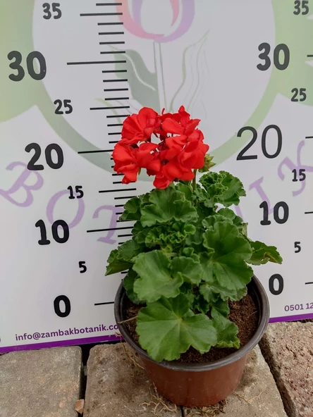 Kırmızı Sardunya (Geranium) - Canlı renkli ve dayanaklı bitki bahçe, mezar, saksı ve güneşli yerlere uygun - 3