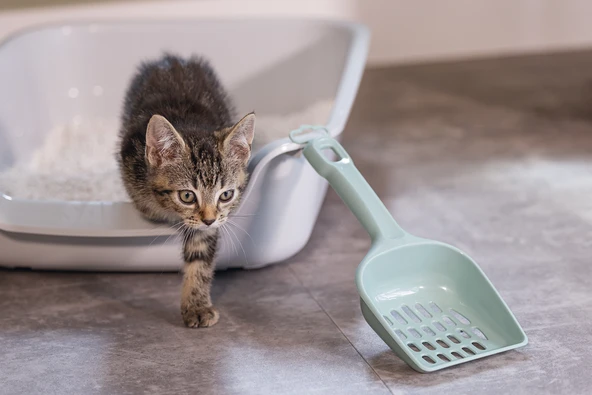 Beeztees Kedi Kumu Küreği, Açık Yeşil, 27x11x5cm - Resim 3