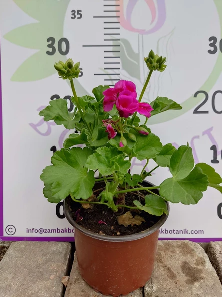 Pembe Sardunya (Geranium) - Canlı renkli ve dayanaklı bitki bahçe, mezar, saksı ve güneşli yerlere uygun