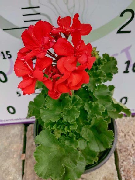 Kırmızı Sardunya (Geranium) - Canlı renkli ve dayanaklı bitki bahçe, mezar, saksı ve güneşli yerlere uygun - 2