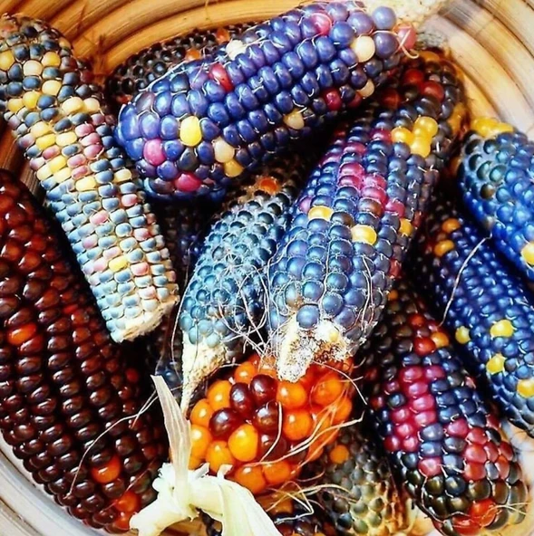 ByKurt Sunagri Renkli Mısır Tohumu - Bahçe ve Tarla İçin, İlkbahar-Yaz Ekimi, Yüksek Verimli - Resim 2