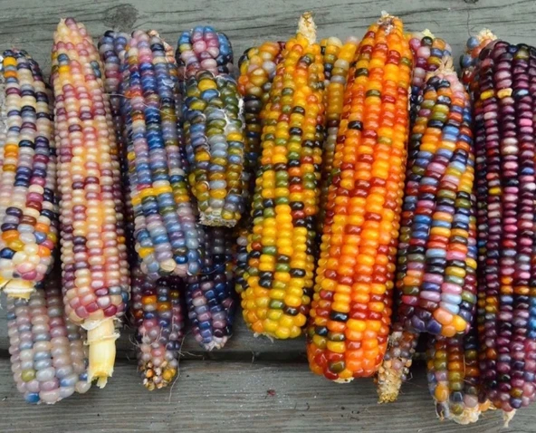 ByKurt Sunagri Renkli Mısır Tohumu - Bahçe ve Tarla İçin, İlkbahar-Yaz Ekimi, Yüksek Verimli - Resim 3