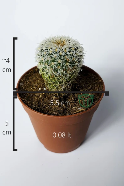 Frailea Densispina beyaz özel tür kaktüs 5.5 cm saksıda - 5