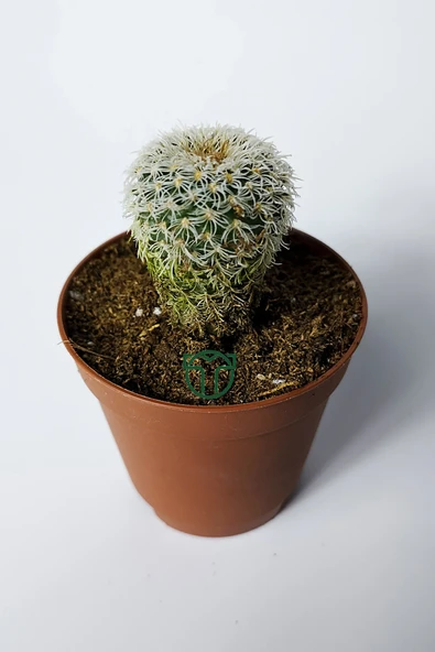 Frailea Densispina beyaz özel tür kaktüs 5.5 cm saksıda