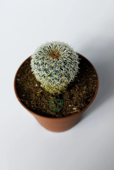 Frailea Densispina beyaz özel tür kaktüs 5.5 cm saksıda - 3