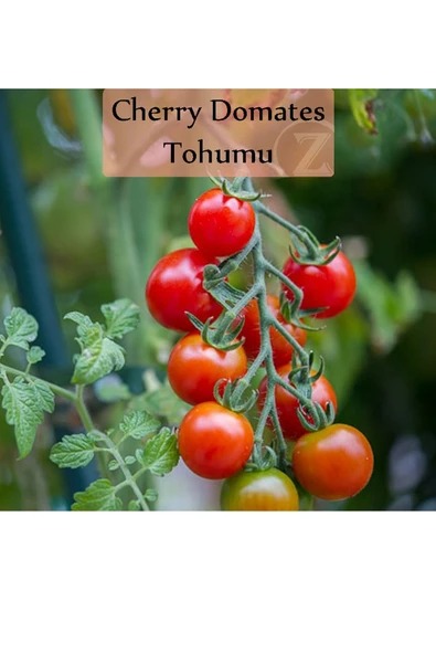 6 Paket Tohum No1 Salatalık Tohumu Domates Çeri Domates Tohumu Tatlı Biber Cin Üçburun Biber Tohumu - 4