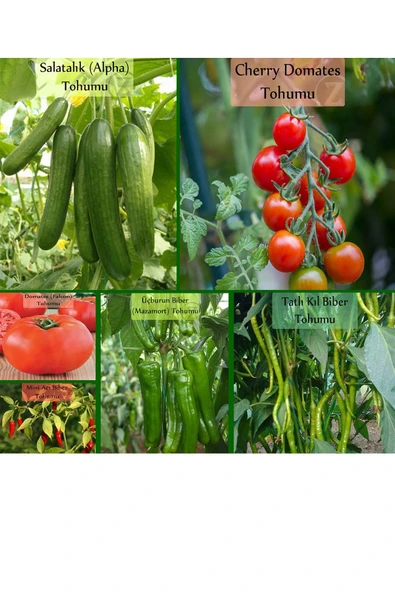 6 Paket Tohum No1 Salatalık Tohumu Domates Çeri Domates Tohumu Tatlı Biber Cin Üçburun Biber Tohumu