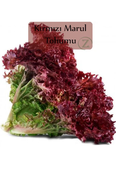 6 Paket Tohum No2 Maydanoz Tohumu Dere Otu Tere Roka Tohumu Kırmızı Marul Kıvırcık Tohumu Yeşillik - 3