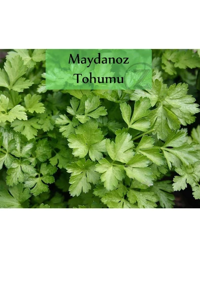 6 Paket Tohum No2 Maydanoz Tohumu Dere Otu Tere Roka Tohumu Kırmızı Marul Kıvırcık Tohumu Yeşillik - 4