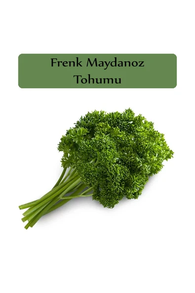 Kıvırcık Frenk Maydanoz Tohumu 1 Paket 10 Gr. Frenk Maydanozu Yüksek Verimli Paket Tohum - 2