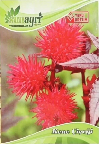 ByKurt Sunagri Kene Çiçeği Tohumu - Balkon & Bahçe İçin Tropikal ve Gösterişli - 2