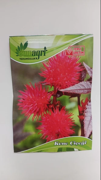 ByKurt Sunagri Kene Çiçeği Tohumu - Balkon & Bahçe İçin Tropikal ve Gösterişli