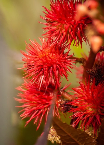 ByKurt Sunagri Kene Çiçeği Tohumu - Balkon & Bahçe İçin Tropikal ve Gösterişli - 4