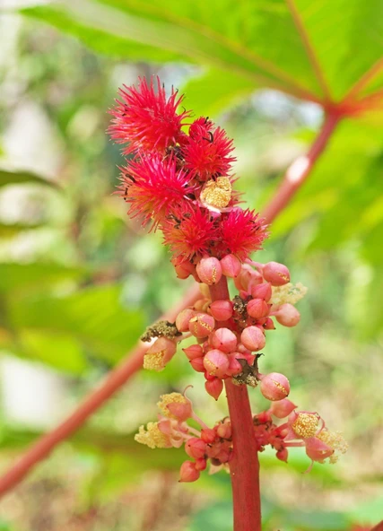 ByKurt Sunagri Kene Çiçeği Tohumu - Balkon & Bahçe İçin Tropikal ve Gösterişli - 3