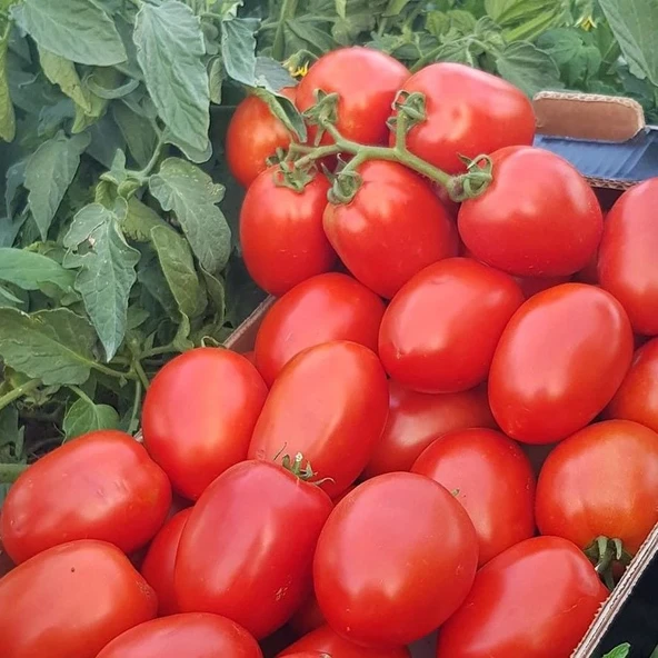Kamenta Salçalık Kahvaltılık Etli Verimli Oturak Domatesi Fidesi (5 adet)
