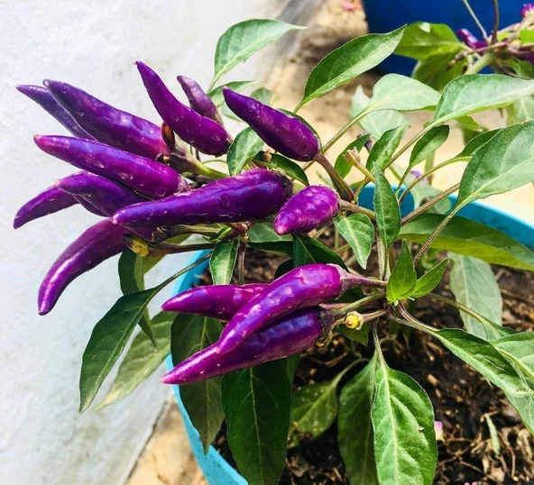 ByKurt Sunagri Mor Acı Cin Biber - Bahçe ve Saksıda Dikime Uygun - Resim 3