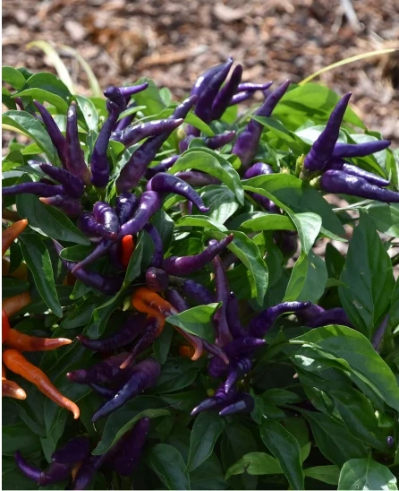 ByKurt Sunagri Mor Acı Cin Biber - Bahçe ve Saksıda Dikime Uygun - Resim 4