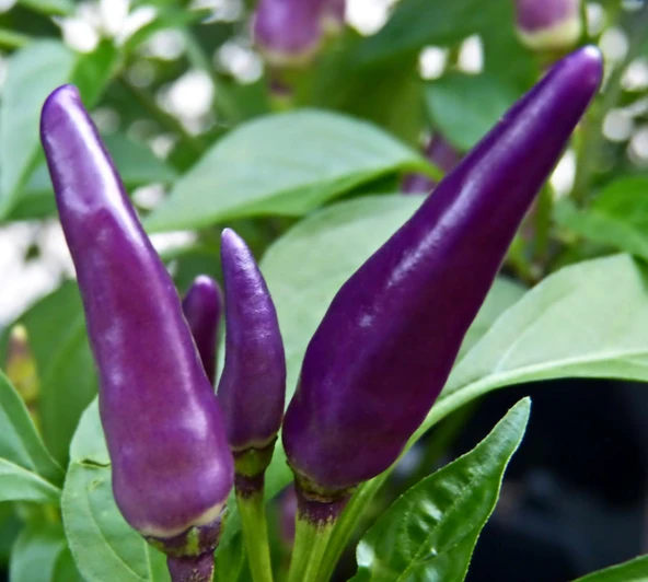 ByKurt Sunagri Mor Acı Cin Biber - Bahçe ve Saksıda Dikime Uygun - Resim 2