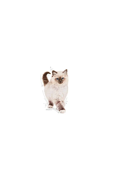 Kitten Yavru Kuru Kedi Maması 2 Kg - 3