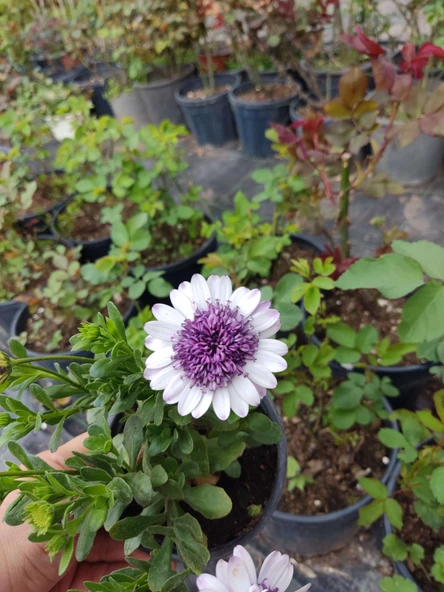 2 Adet farklı renkler Bodrum Papatyası (Osteospermum) - Neşeli ve Renkli Çiçekli Bitki (2 Adet) - 5
