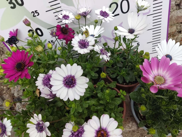 2 Adet farklı renkler Bodrum Papatyası (Osteospermum) - Neşeli ve Renkli Çiçekli Bitki (2 Adet) - 3