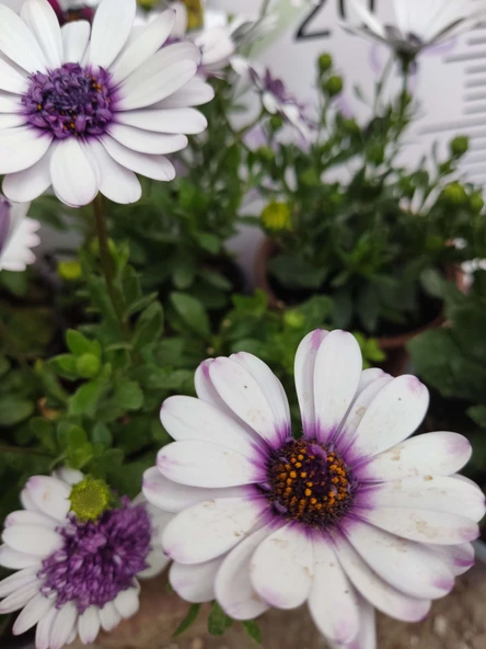 2 Adet farklı renkler Bodrum Papatyası (Osteospermum) - Neşeli ve Renkli Çiçekli Bitki (2 Adet) - 4